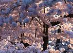 Cherry Blossom Season Arrives in D.C.